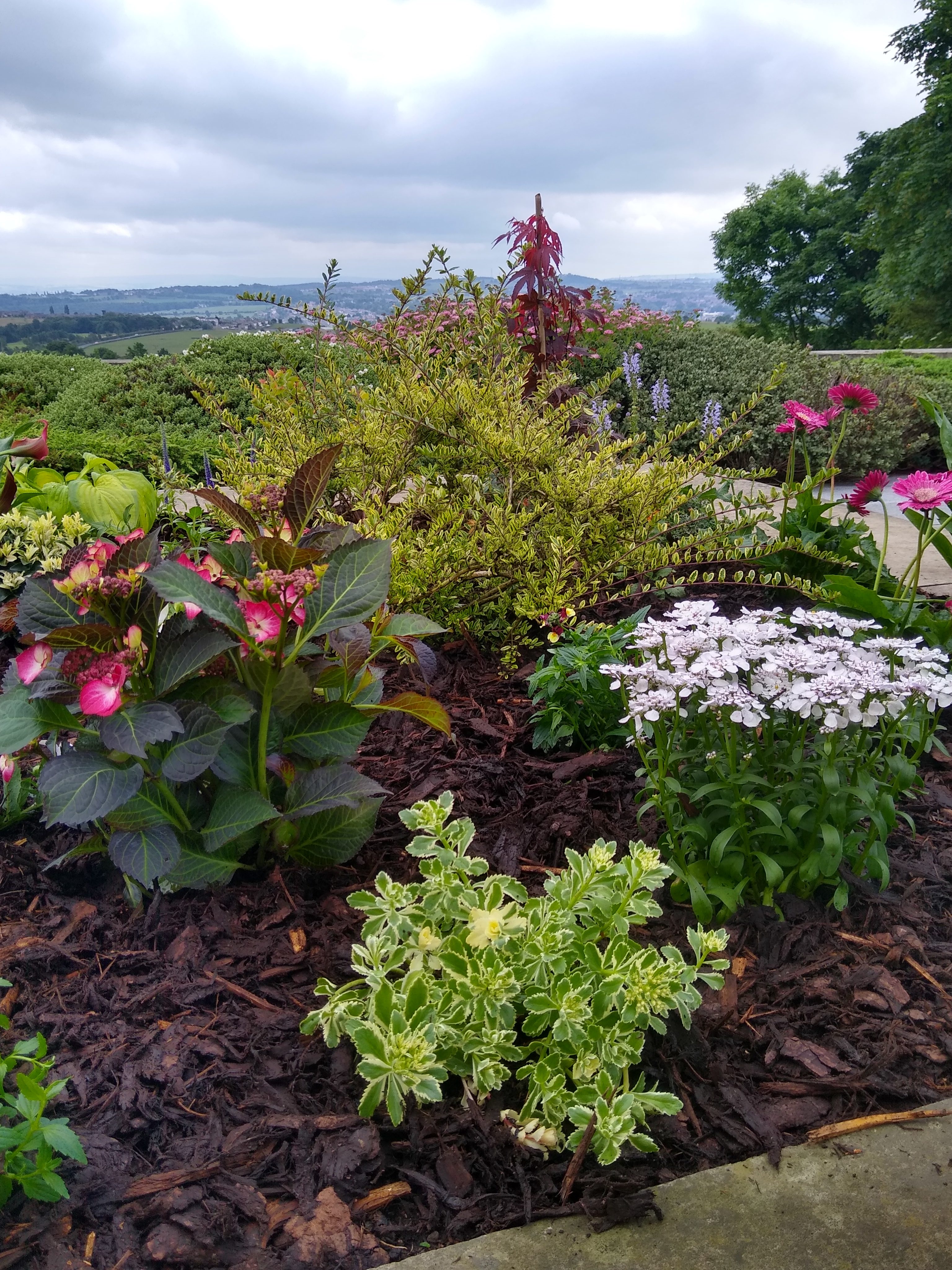 Read more about the article A series of raised beds for a hillside garden, Cleckheaton. 